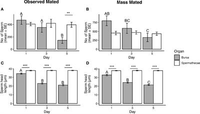 Putative Degradation of Non-Stored Sperm in the Female Reproductive Tract of the Dengue Vector Mosquito Aedes aegypti